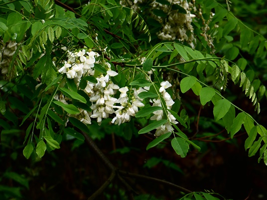 {Robinia pseudoacacia}
